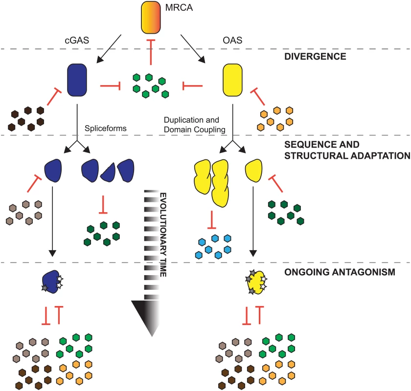 Proposed models for shared and distinct modes of adaptation for cGAS and OAS proteins in primates.