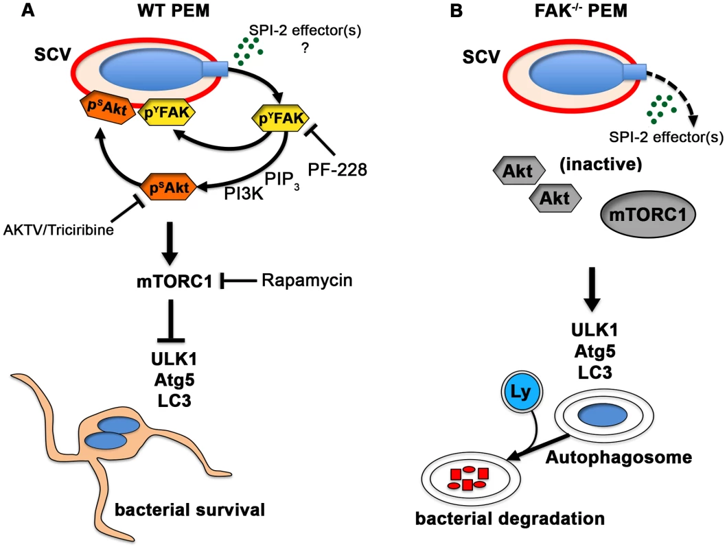 The <i>Salmonella</i> SPI-2 system triggers FAK activation and suppresses the autophagic capture of intracellular <i>Salmonella</i>.