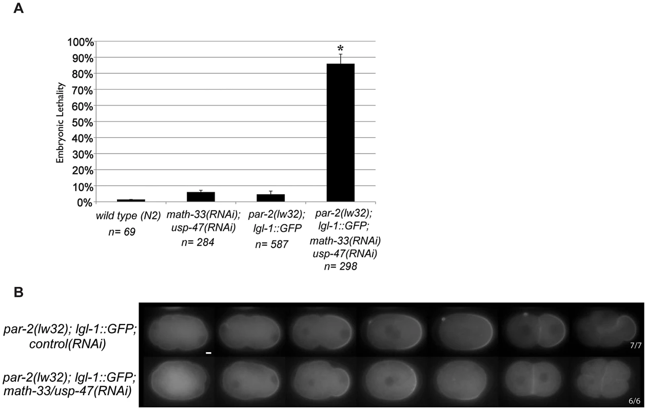 PAR-2 function is not required to mediate loss of polarity in <i>math-33(RNAi) usp-47(RNAi)</i>.