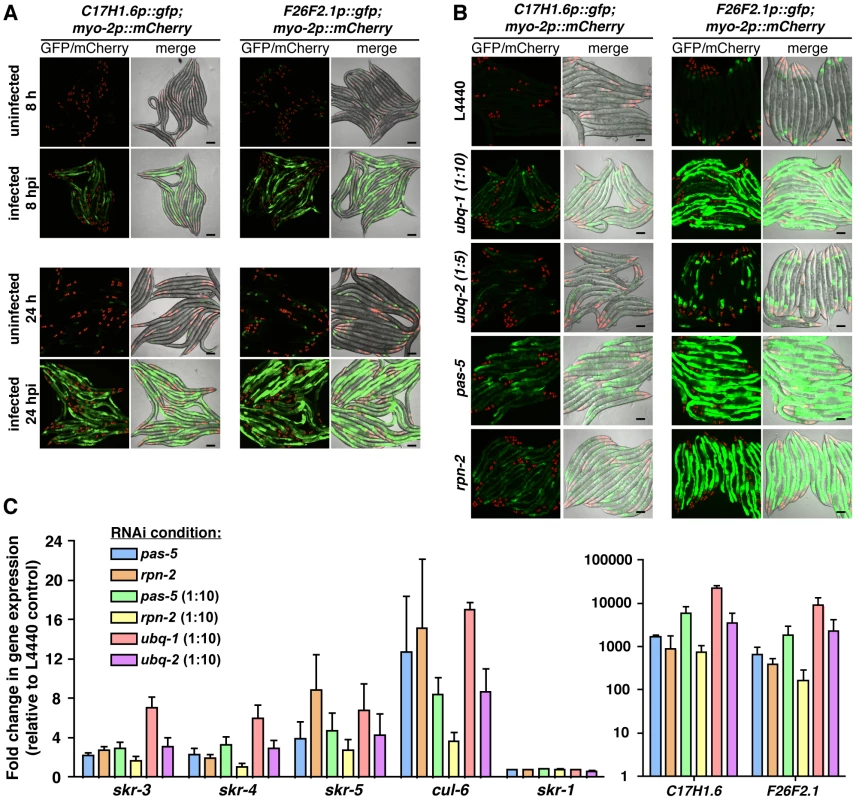 UPS perturbation induces similar gene expression responses to <i>N. parisii</i> infection.