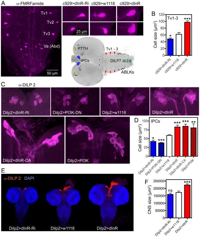 Dimm expressing neurons respond to manipulations of the dInR and PI3K.