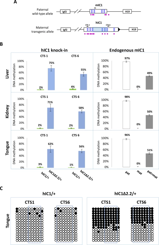 Gain of IC1 methylation in <i>H19</i><sup><i>hIC1</i>Δ<i>2</i>.<i>2/+</i></sup> mice.