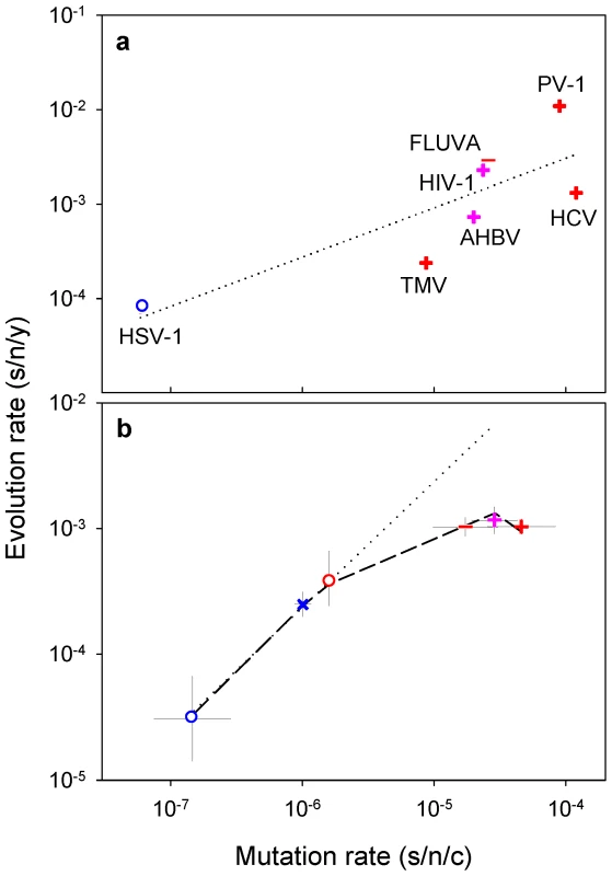Relationship between mutation and evolution rates across viruses.
