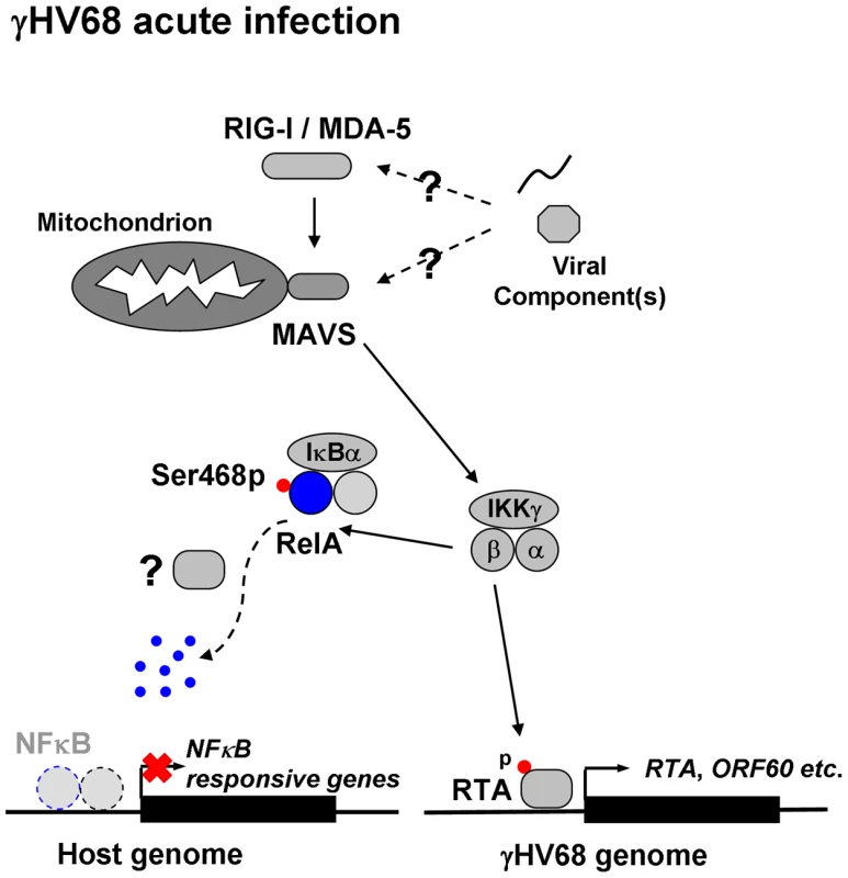 Dual roles of MAVS and IKKβ in γHV68 lytic replication.