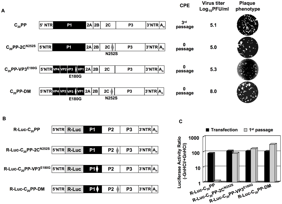 Rescue of the C<sub>20</sub>PP virus by mutations in 2C<sup>ATPase</sup> or/and in VP3.
