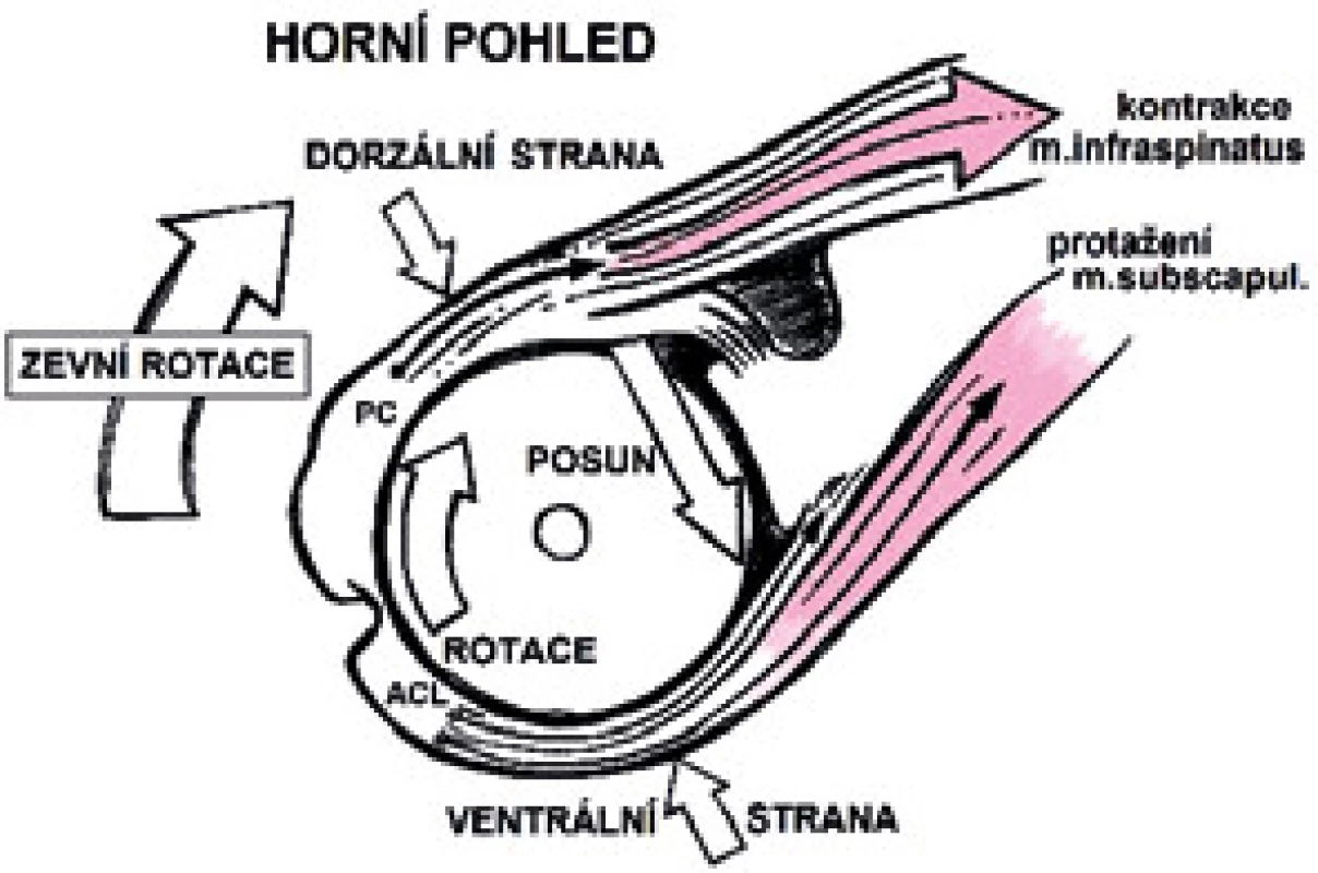Zevní rotace v GH.