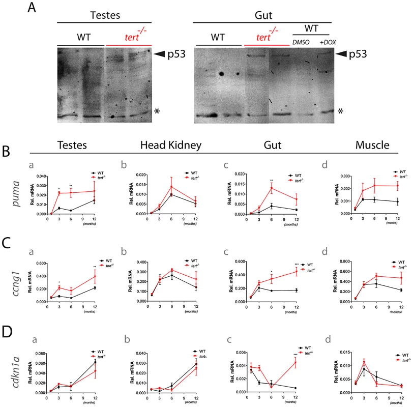 Tissue degeneration is accompanied by p53 induction with a <i>puma</i> acute response and sustained increase of <i>cyclin G1</i> and <i>cdkn1a</i> expression.