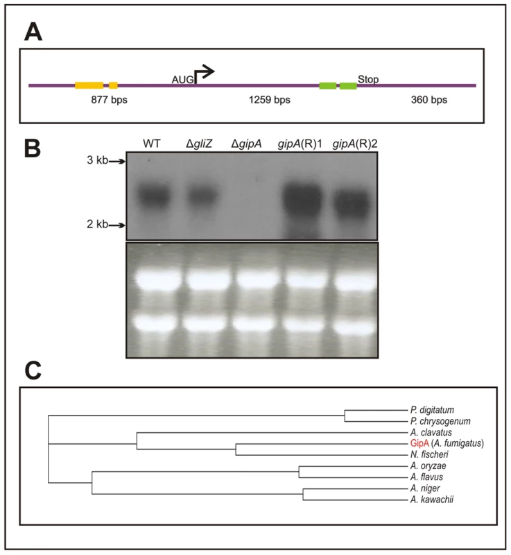 Characterization of <i>gipA</i> cDNA.