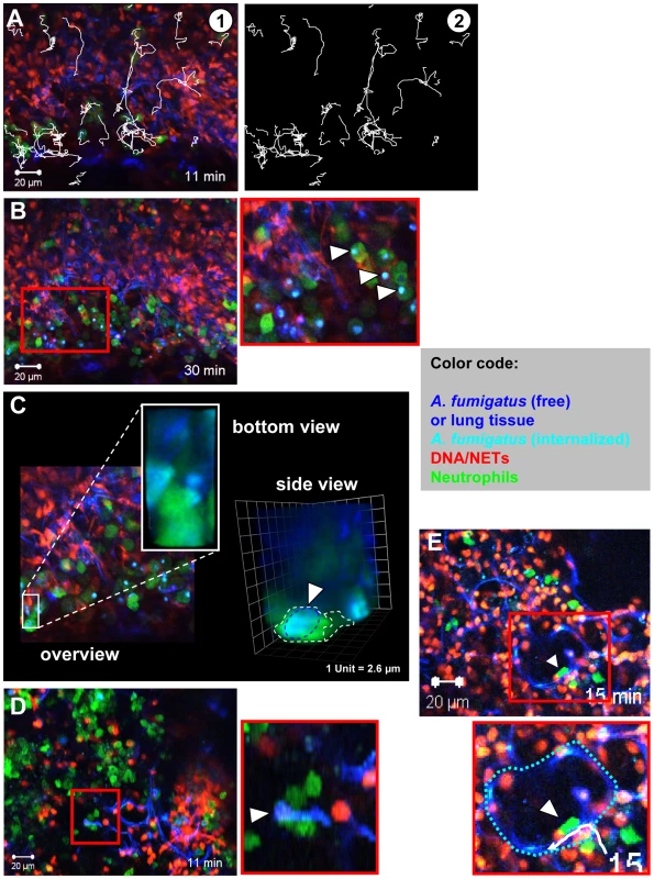 Neutrophil motility and interaction with fungal elements in living lung slices.