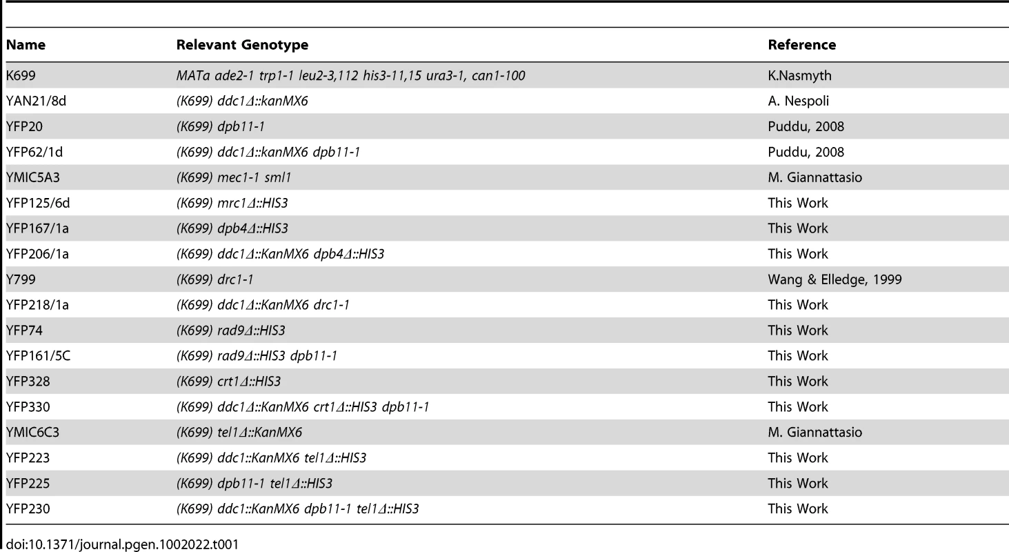 Strains used in this work.