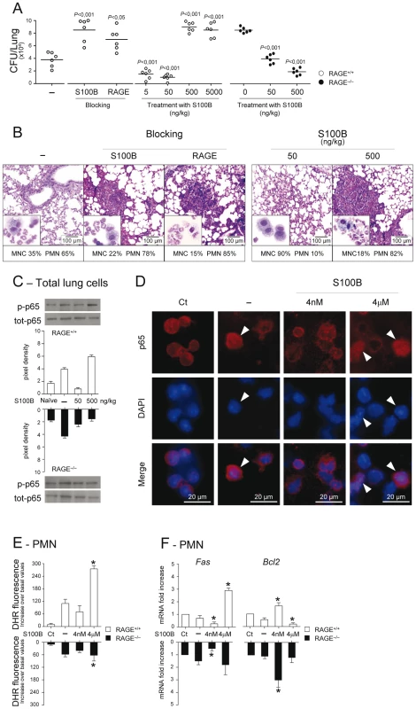 Effects of S100B administration or neutralization on aspergillosis.