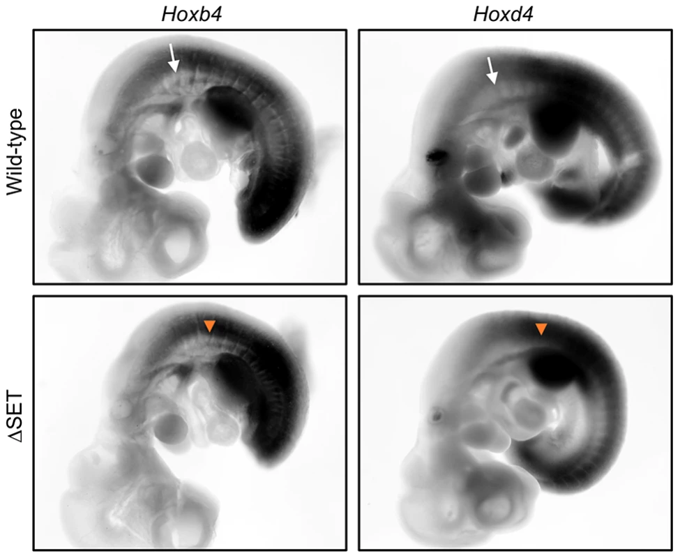 Posterior shifts of the expression boundaries of <i>Hoxb4</i> and <i>Hoxd4</i> mRNAs.
