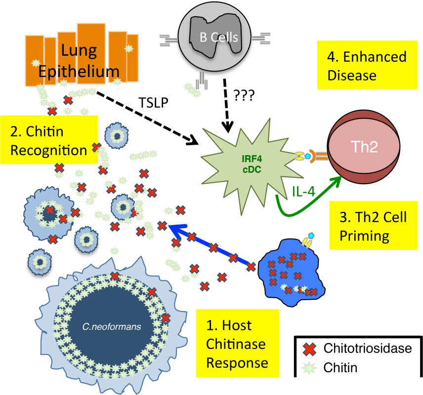Model of Th2 Cell-mediated Disease during Pulmonary Fungal Infection.