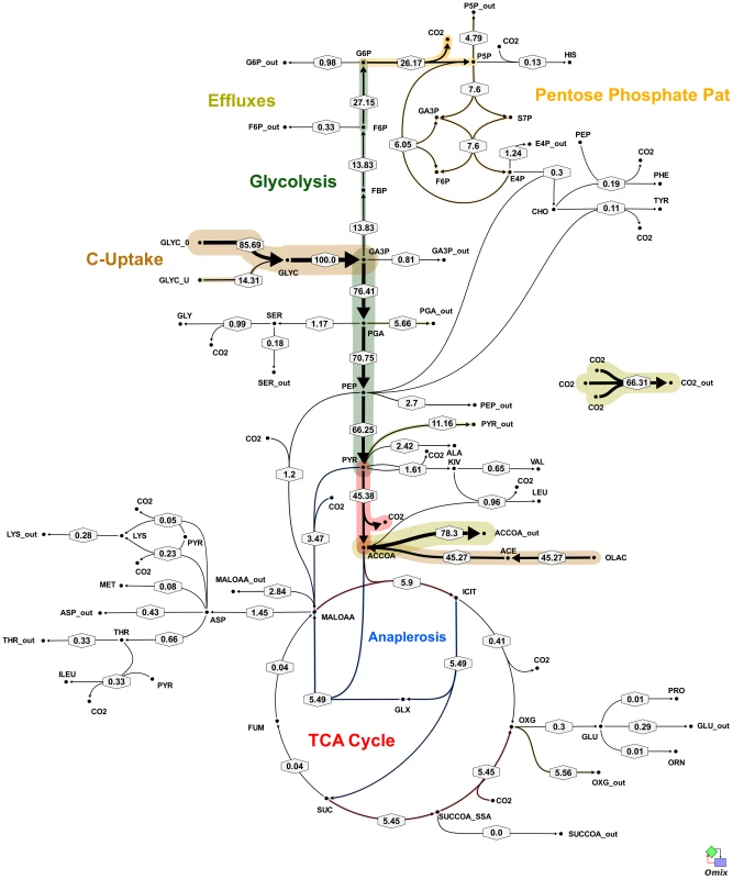 <i>In vivo</i> flux distribution of <i>M. bovis</i> BCG in glycerol limited continuous culture at fast growth rate (t<sub>d</sub> = 23 h).