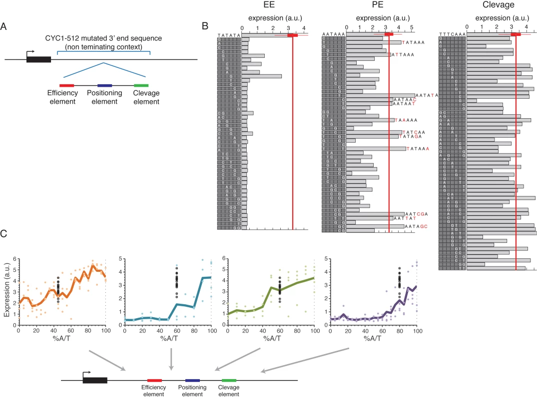 Systematic mutagenesis of a designed synthetic terminator.