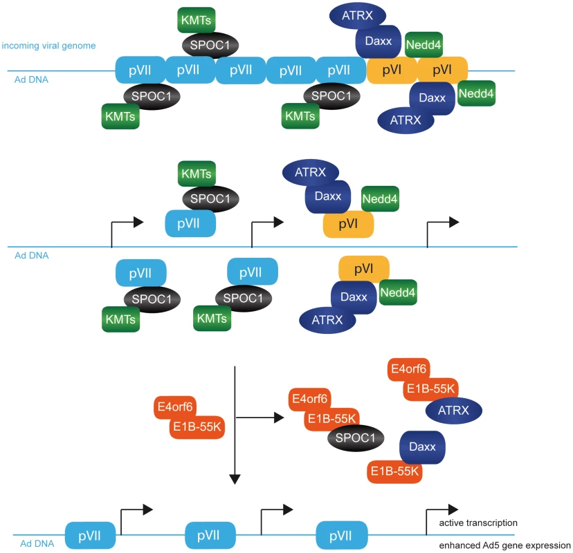 Model for factors involved in early stages after Ad5 virus infection.