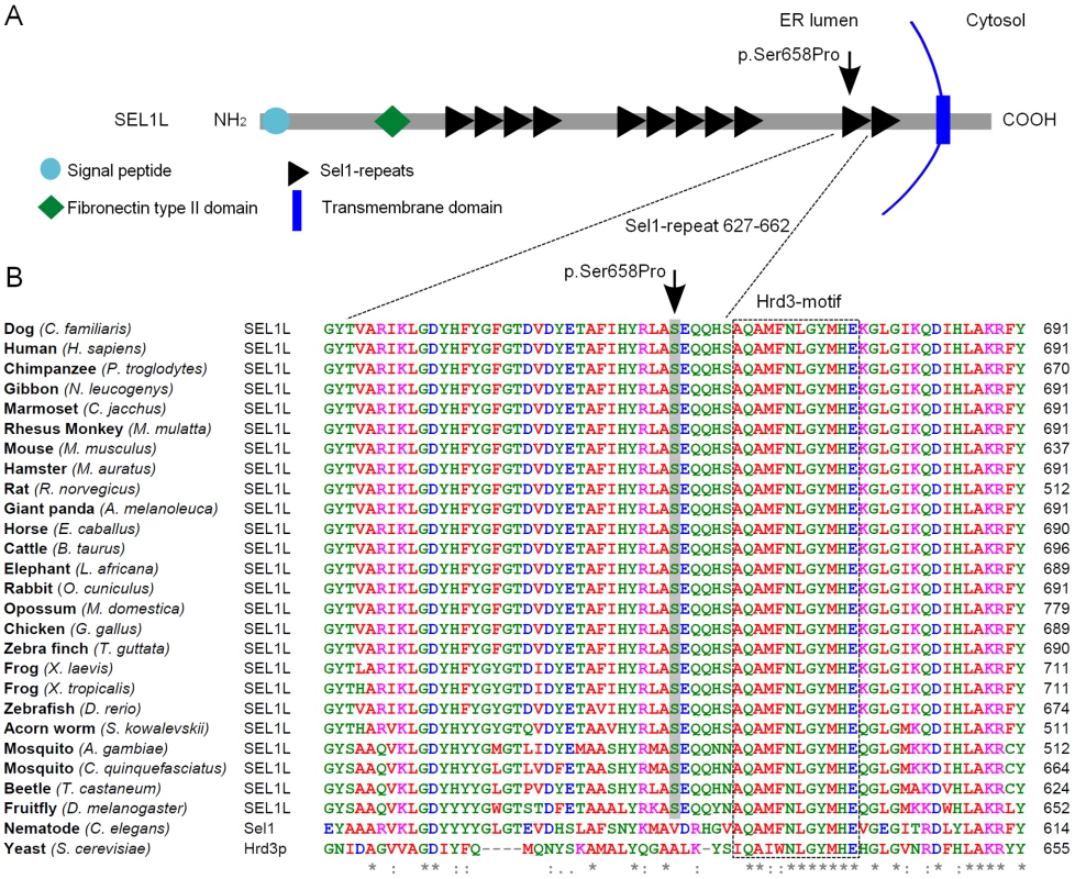 SEL1L protein structure and partial sequence alignment.