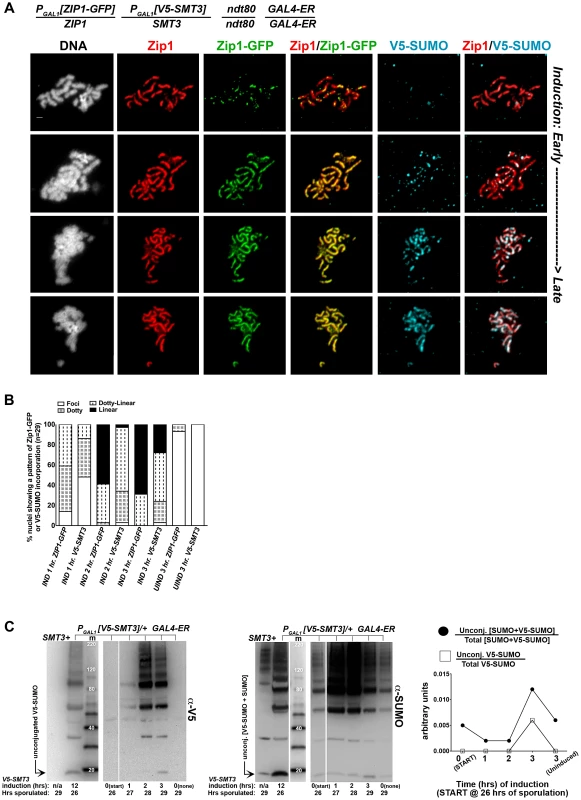 V5-SUMO continuously incorporates into previously established, full-length SC during meiotic prophase.