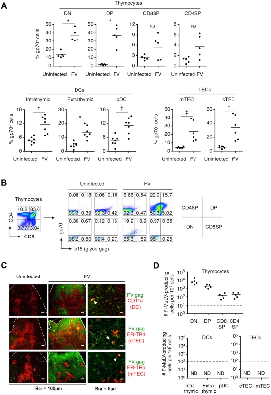 Identification of FV-infected cells in the thymus.
