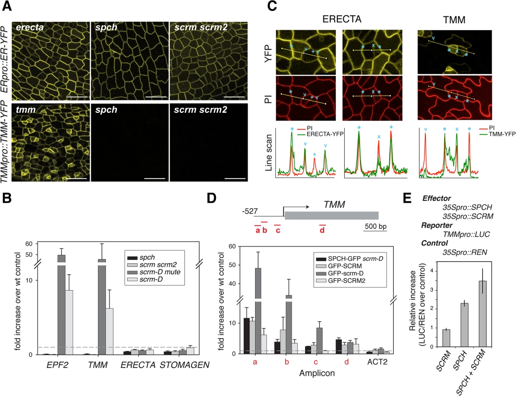 Differential regulation of receptors by SPCH•SCRM module.