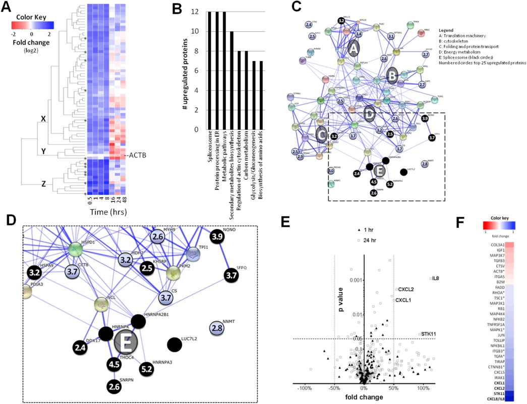 <i>Ov-</i>GRN-1 stimulated responses in cholangiocytes.