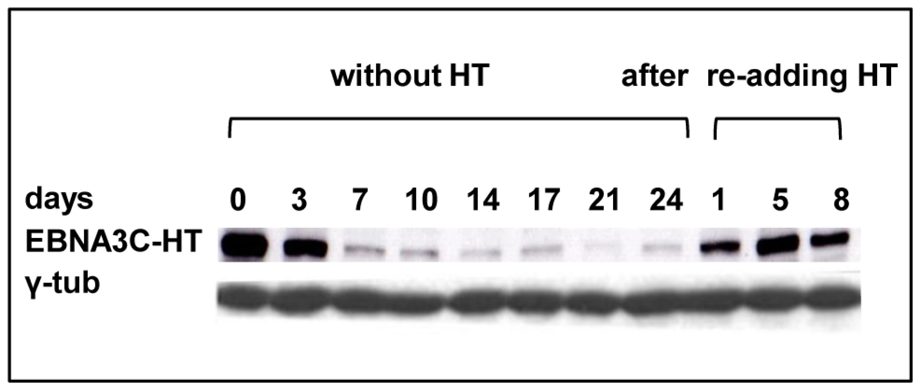 EBNA3C inactivation and reactivation in LCL 3CHT.