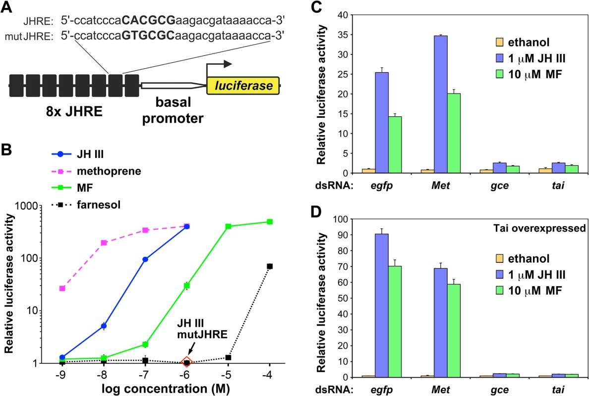 Transcriptional activation by JH III, methyl farnesoate (MF), and methoprene through Gce in <i>Drosophila</i> S2 cells.