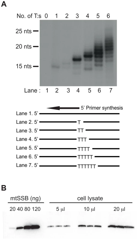 POLRMT can initiate primer synthesis from a single dT and mtSSB is abundant <i>in vivo</i>.