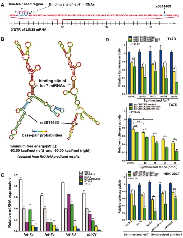 <i>Let-7</i> differentially regulates allelic variants of rs3811463.