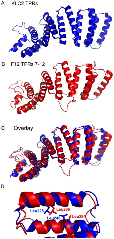 Structural model of F12 TPRs.