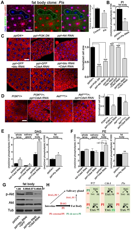 A DAG-to-PE route mediated by Bbc may support cell growth in <i>CdsA RNAi</i> fat body.