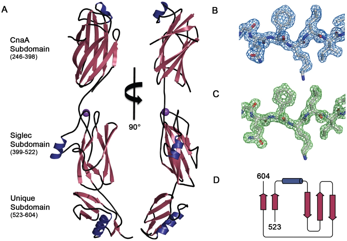 Structure of GspB<sub>BR</sub>.