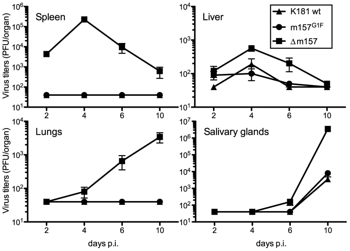 Replication kinetics of MCMVm157<sup>G1F</sup> in Cmv1r mice.