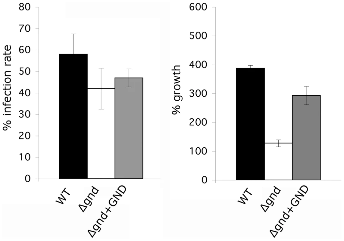 Survival and growth of Δgnd amastigotes in <i>ex vivo</i> macrophages.