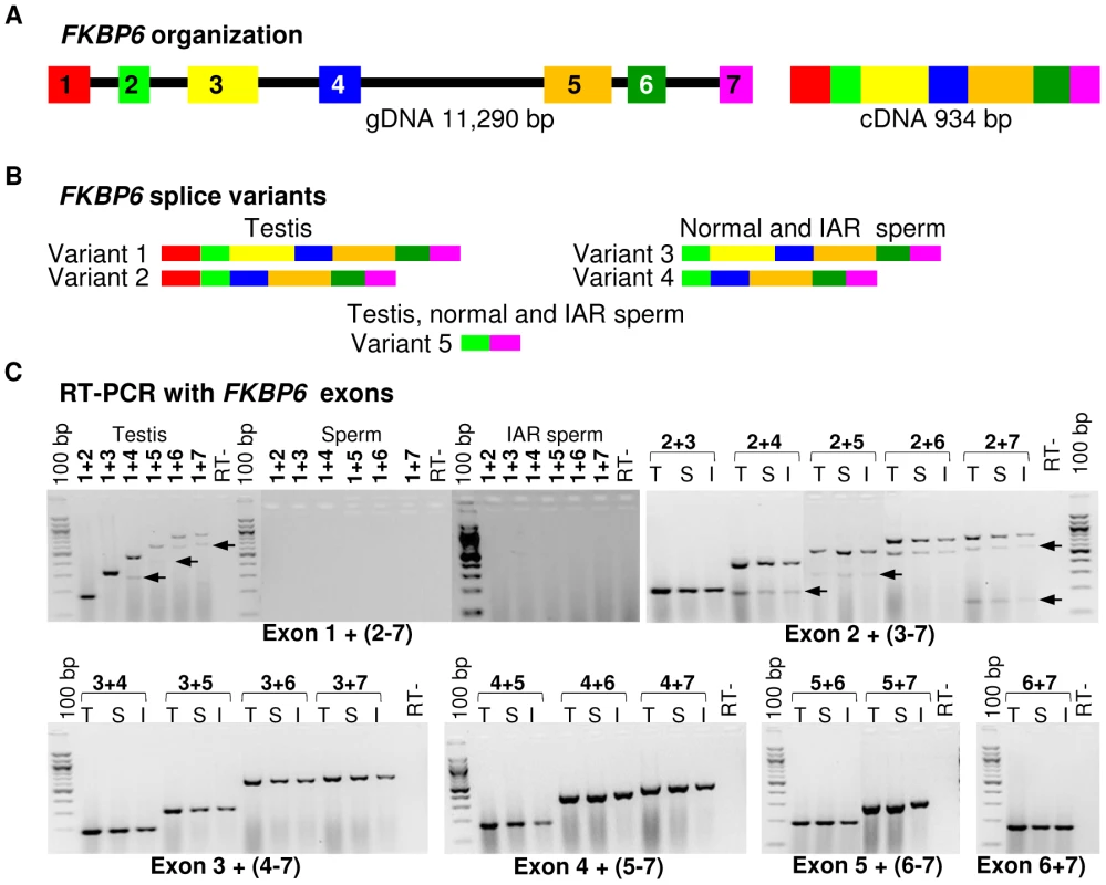 Equine <i>FKBP6</i> organization and splicing.