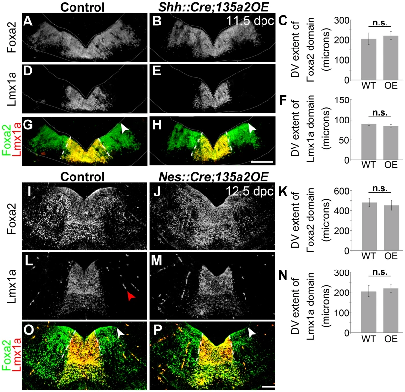 Increasing <i>miR135a2</i> levels after an early critical window has no effect on mDA progenitor domain size.