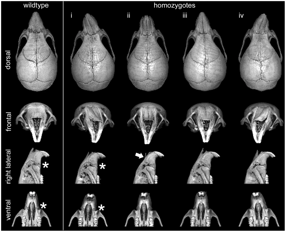 Variable presentation of midface hypoplasia/assymetry in Frem1 mutant mice.