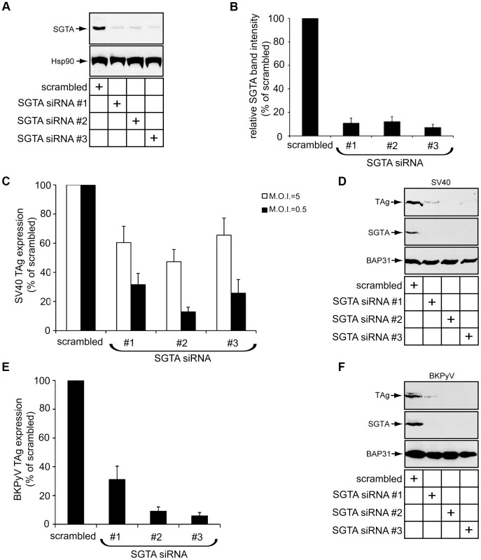 SGTA knockdown perturbs SV40 and BKPyV infection.