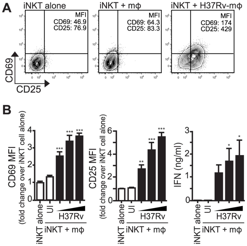iNKT cells are activated by Mtb-infected mϕ.