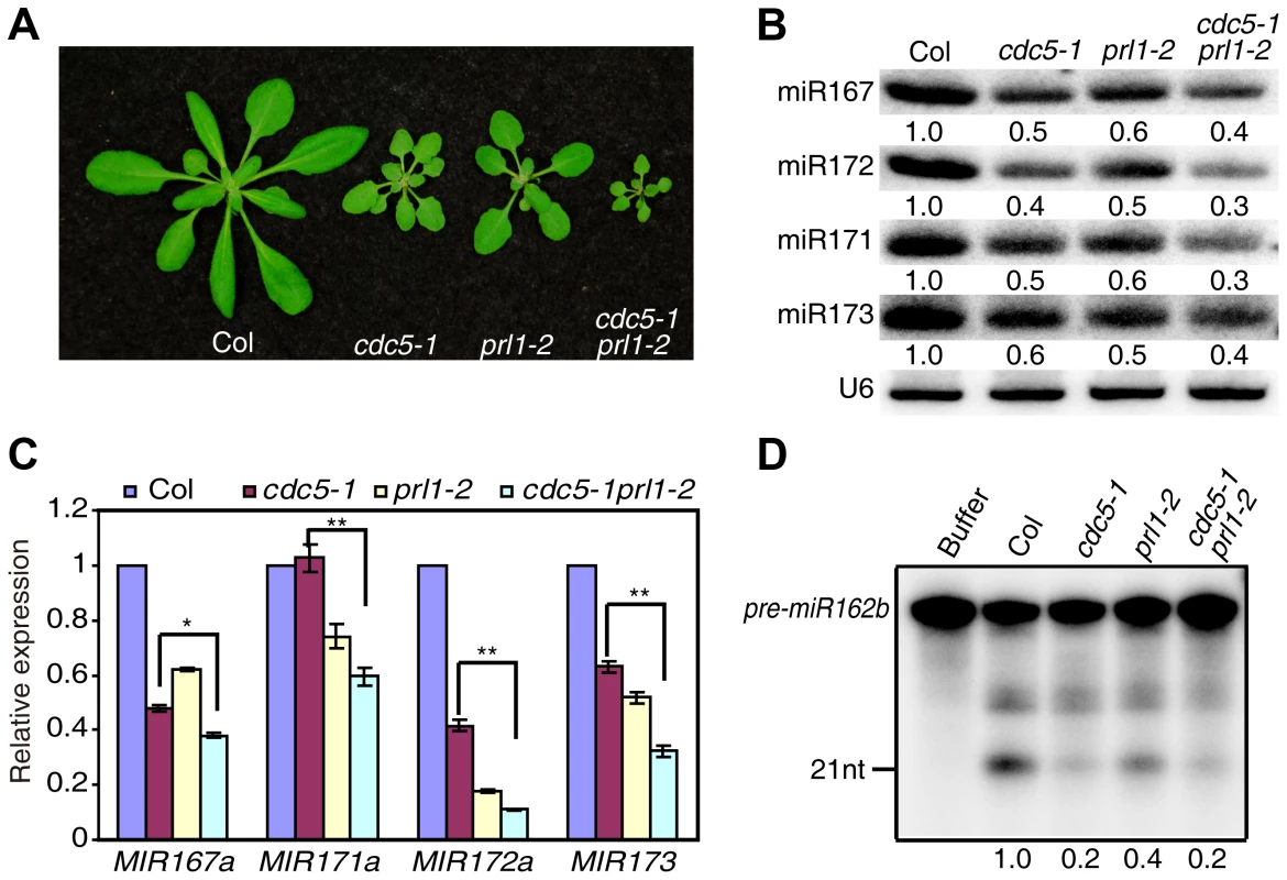 PRL1 and CDC5 synergistically regulate miRNA accumulation.