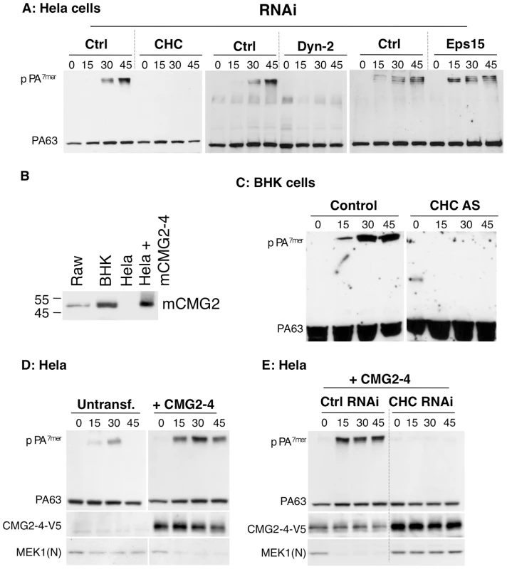 Anthrax toxin enter cells by clathrin mediated endocytosis.