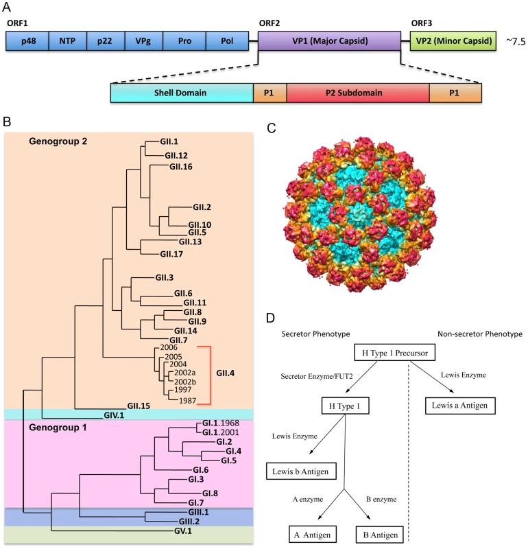 NoV Genetic Diversity, Structure, and Binding Ligand.