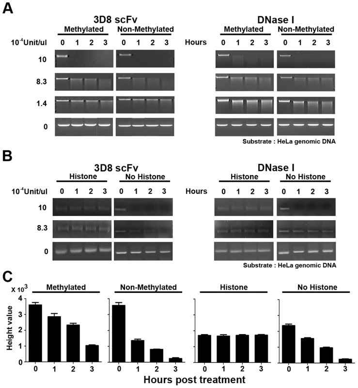 3D8 scFv cannot hydrolyze methylated DNA or protein-bound DNA.
