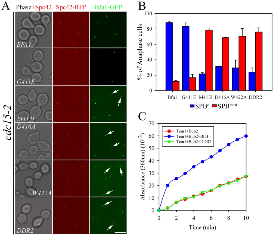 Localization of GAP activity-defective Bfa1 mutants.