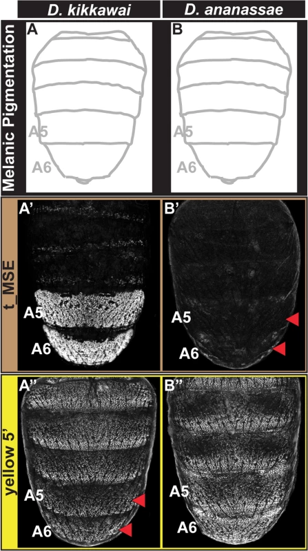 Tracing the CRE bases for losses in male tergite pigmentation.