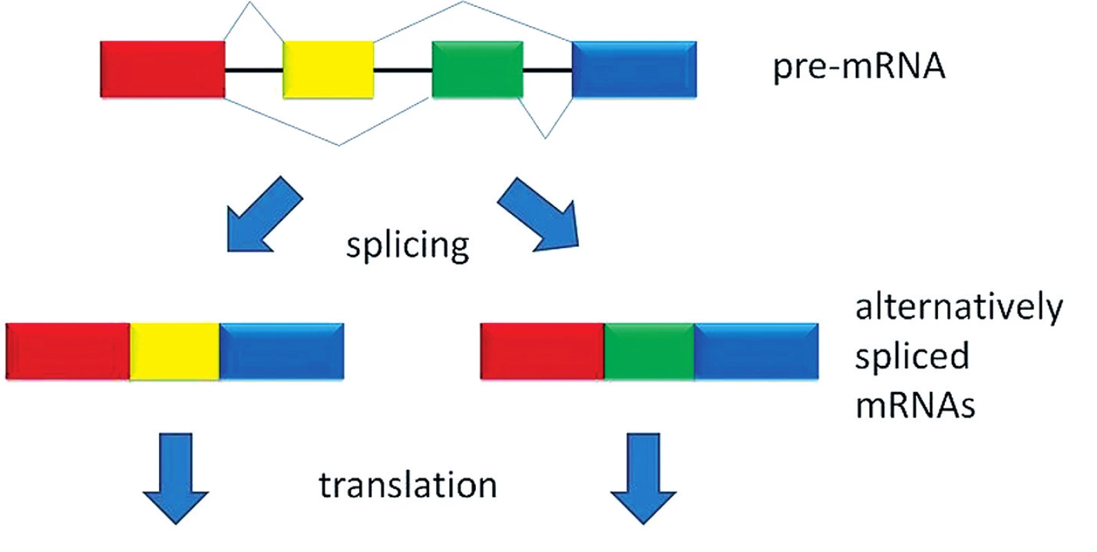 Alternativní splicing