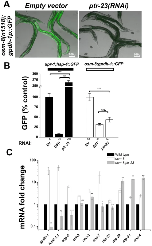 <i>ptr-23</i> is required for <i>osm-8</i>–induced gene expression.