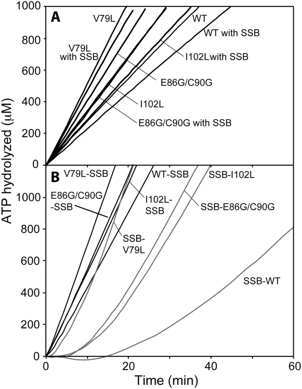 DNA-dependent ATPase activity of selected RecA variant proteins.