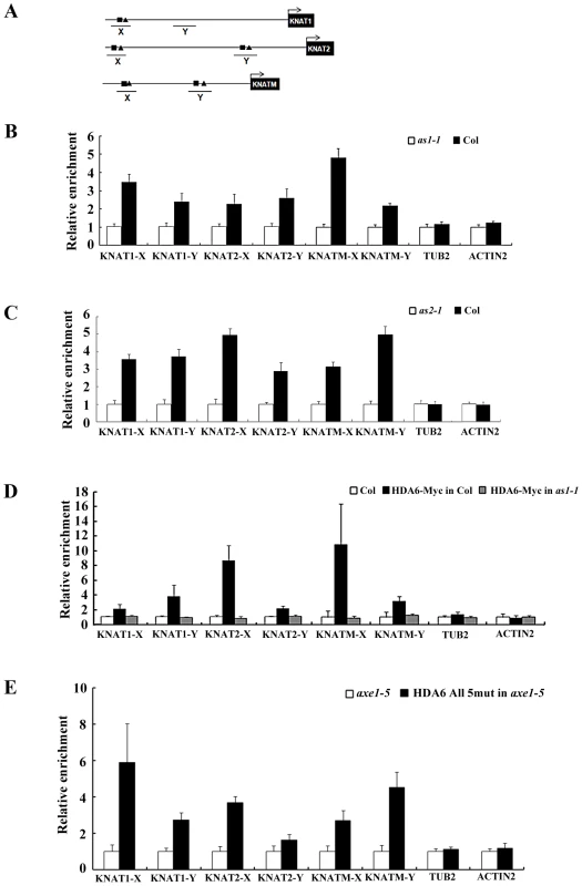 AS1 and HDA6 bound to <i>KNAT1</i>, <i>KNAT2</i>, and <i>KNATM</i> promoters.