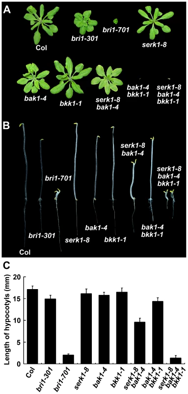 Representative loss-of-function mutant phenotypes of <i>SERKs</i>.